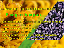 Подсолнечник Радар и Боярин